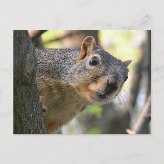 Squirrel post card (Front)