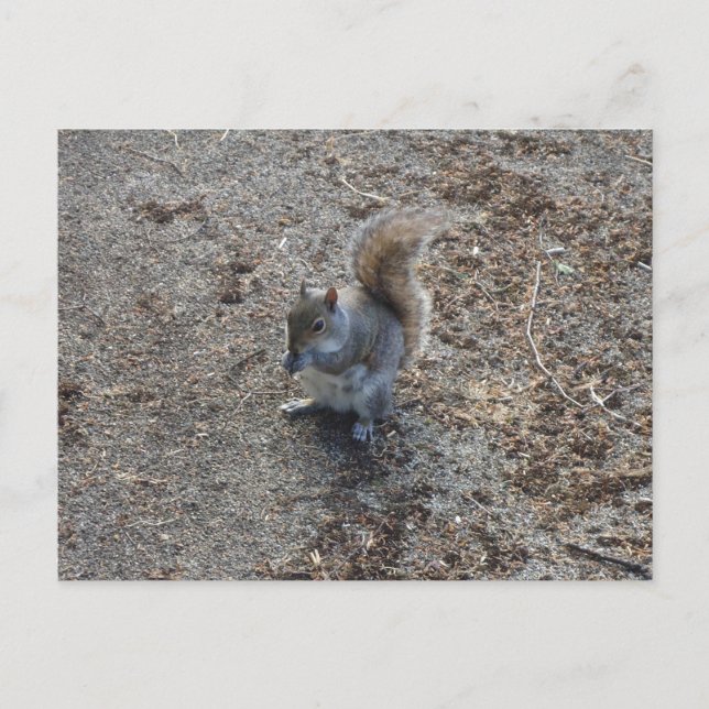 squirrel postcard (Front)