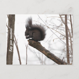 Squirrel Postcard