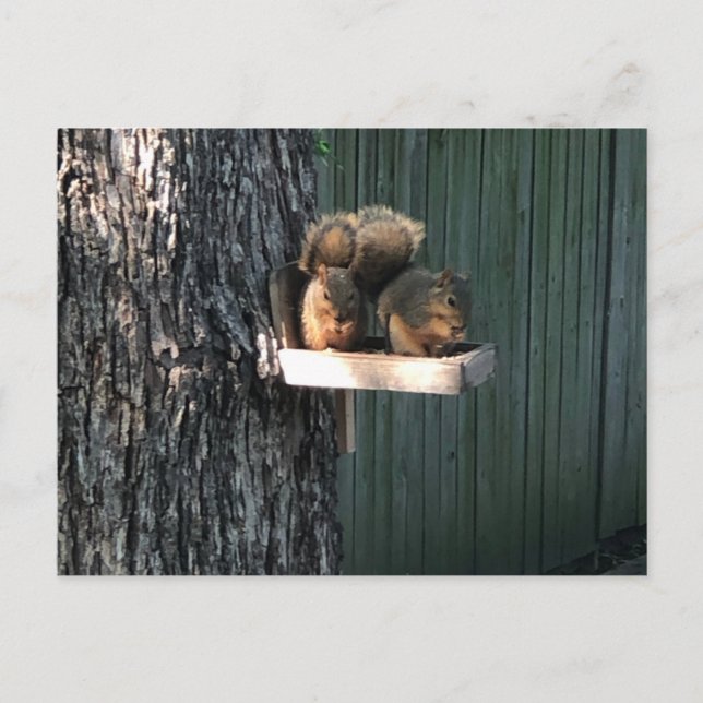 Squirrel Postcard (Front)