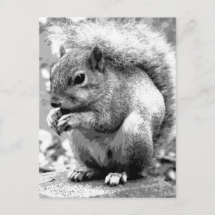 Squirrel Postcard