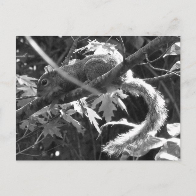 Squirrel Postcard (Front)