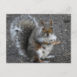 Squirrel postcard