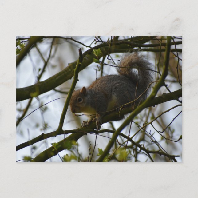 Squirrel  postcard (Front)