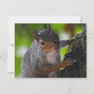 Squirrel  postcard