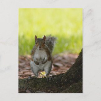 Squirrel Postcard