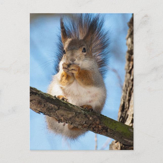 Squirrel Postcard (Front)