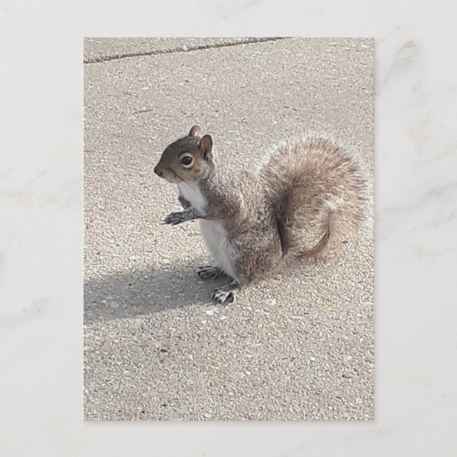 Squirrel Postcard (Front)