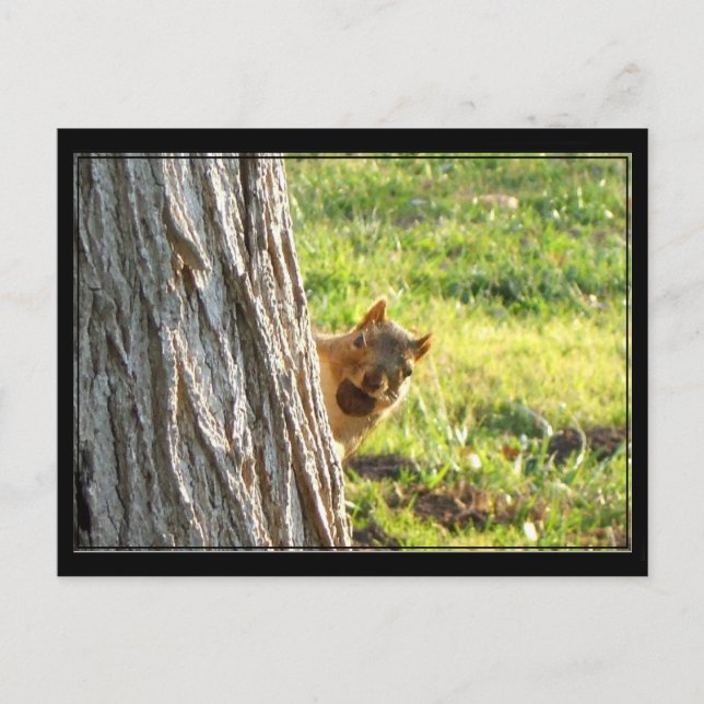 Squirrel postcard (Front)