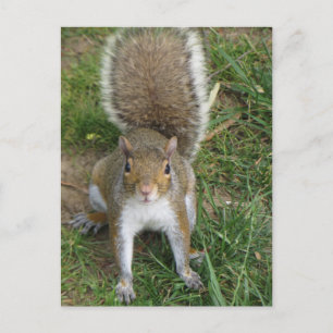 Squirrel Postcard