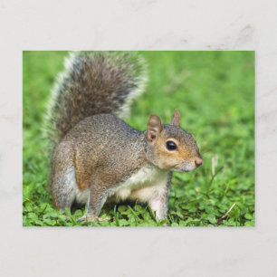 Squirrel Postcard