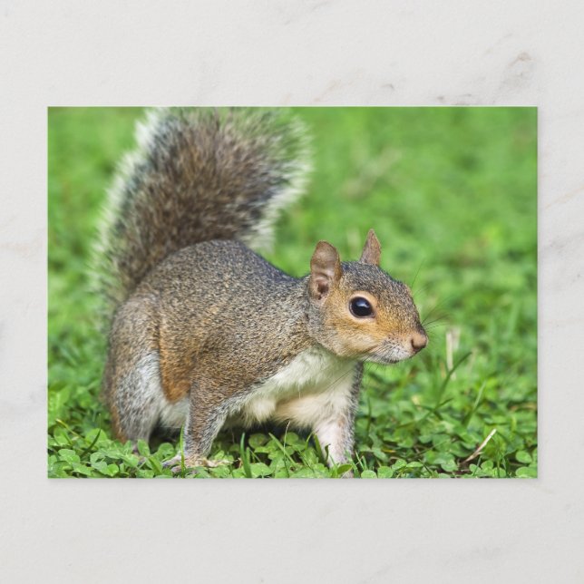 Squirrel Postcard (Front)
