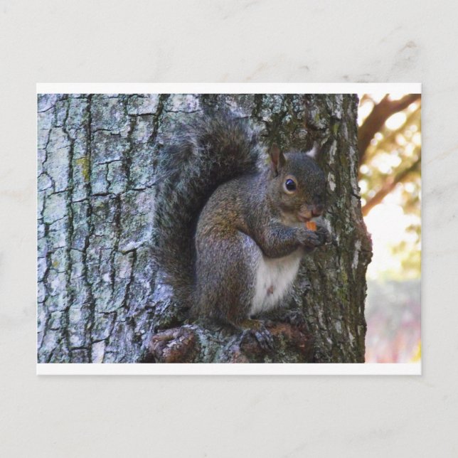 Squirrel Postcard (Front)