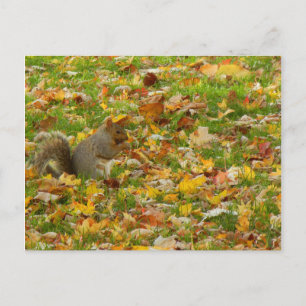 Squirrel Postcard