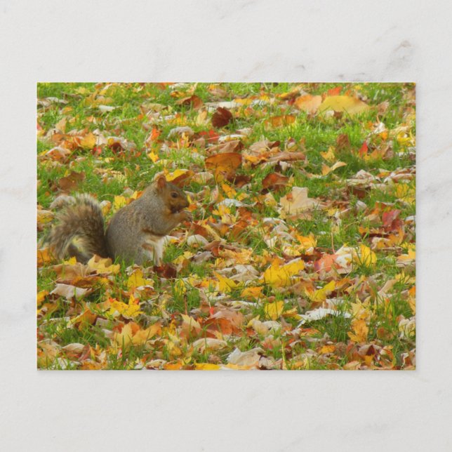 Squirrel Postcard (Front)