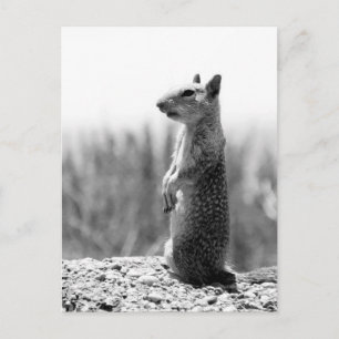 Squirrel Postcard