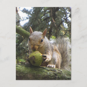 Squirrel Postcard