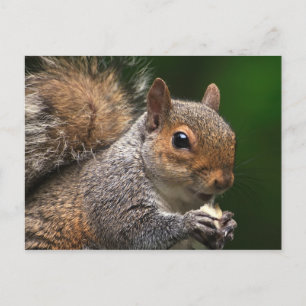 Squirrel Postcard