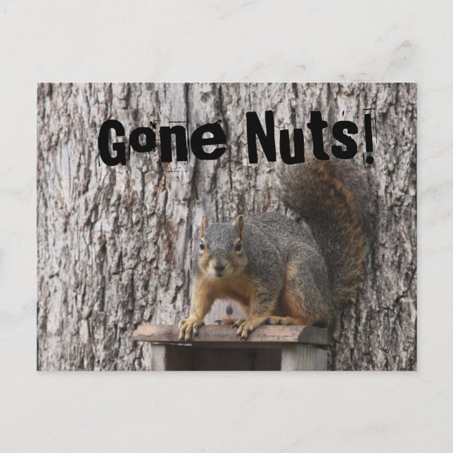 Squirrel Postcards (Front)