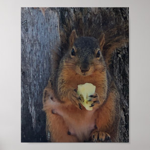 Squirrel Poster