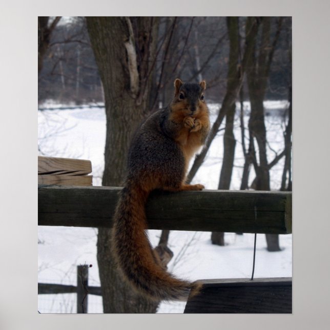 Squirrel Poster (Front)