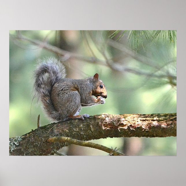 Squirrel Poster (Front)