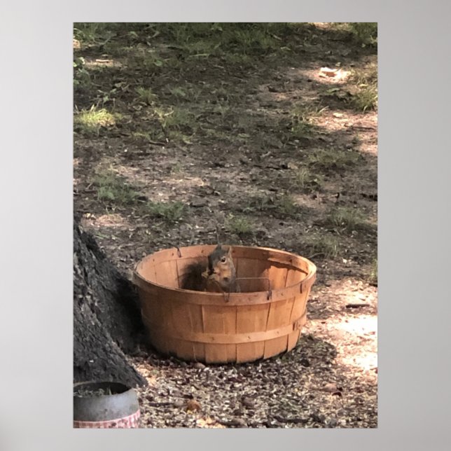 Squirrel Poster (Front)