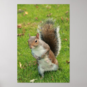 Squirrel Poster