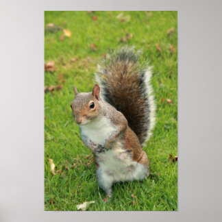 Squirrel Poster