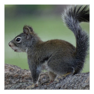 Squirrel Poster