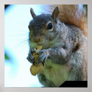 Squirrel Poster Print