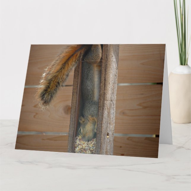 Squirrel Raiding Bird Feeder Card (Front)