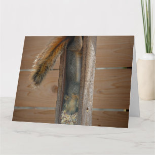 Squirrel Raiding Bird Feeder Card