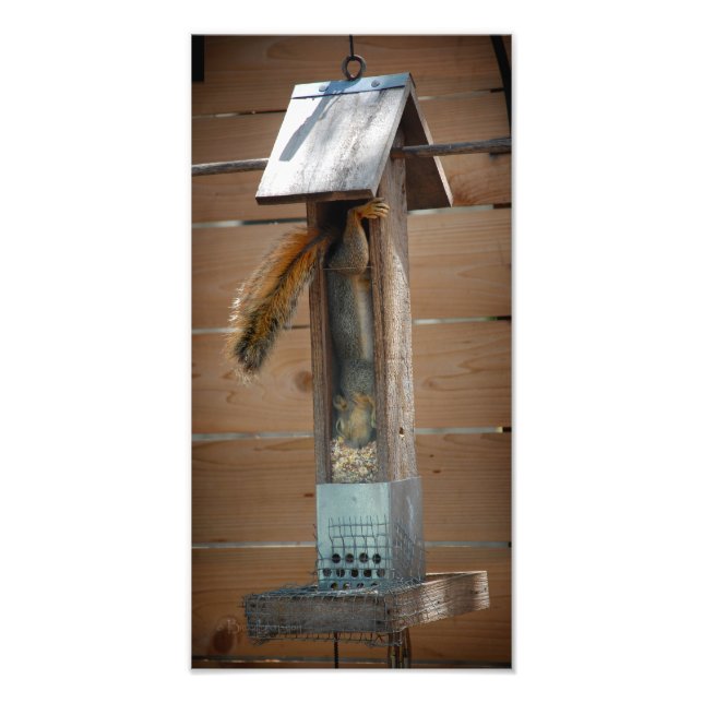 Squirrel Raiding Bird Feeder Photo Print (Front)