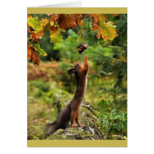Squirrel Reaching For Acorns On A Fall Day