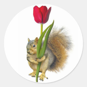 Squirrel Red Tulip Stickers