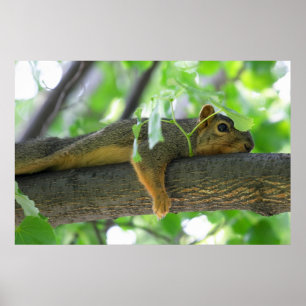 Squirrel Resting in Tree Poster