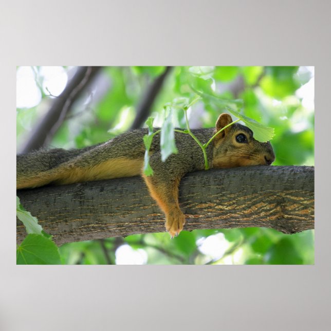 Squirrel Resting in Tree Poster (Front)