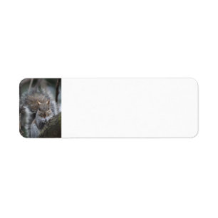 Squirrel return address labels