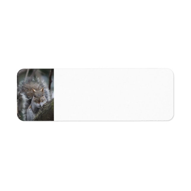 Squirrel return address labels (Front)