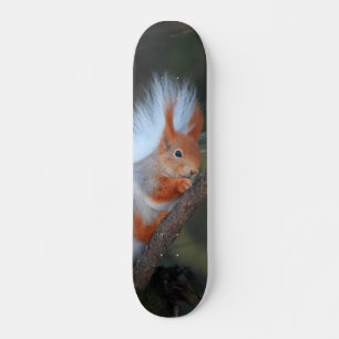 Squirrel Skateboard in a Tree