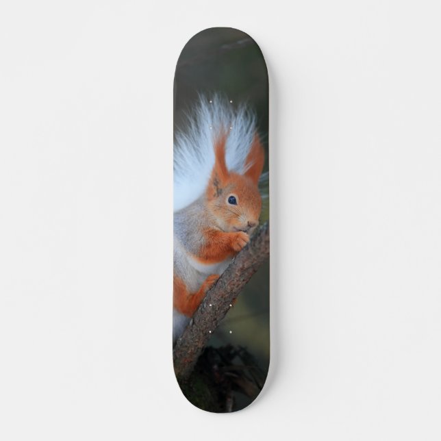 Squirrel Skateboard in a Tree (Front)