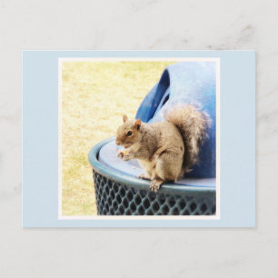 Squirrel Snack Postcard