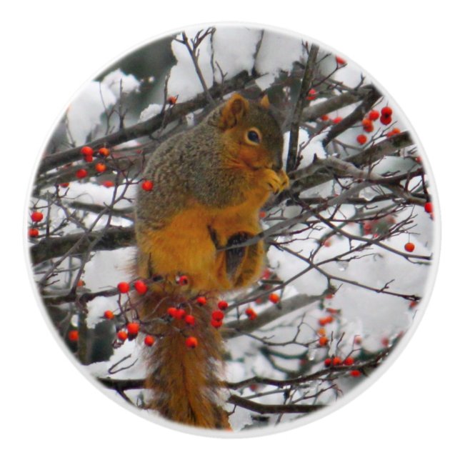 Squirrel Snow Red Berry Tree Photo Ceramic Knob (Front)