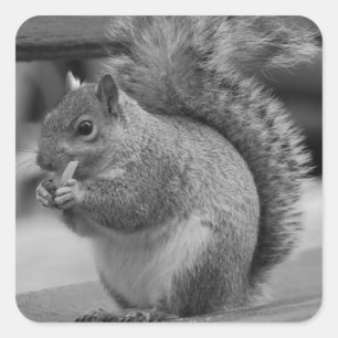 Squirrel Square Sticker