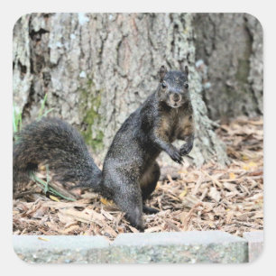 Squirrel square sticker