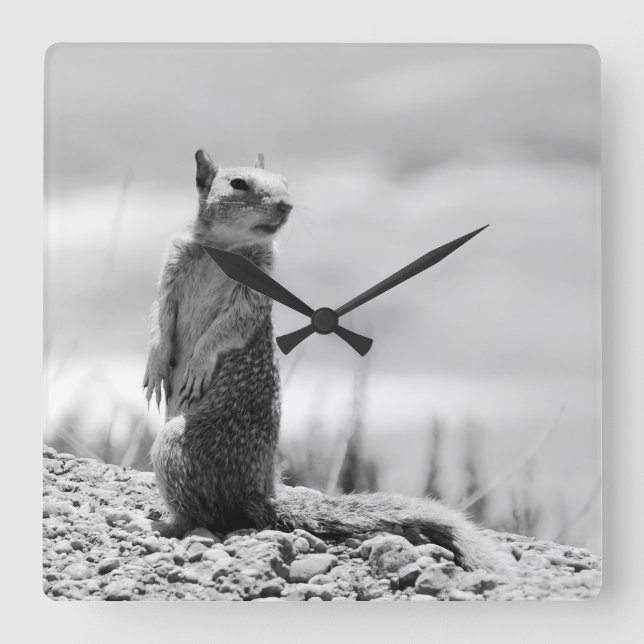 Squirrel Square Wall Clock (Front)