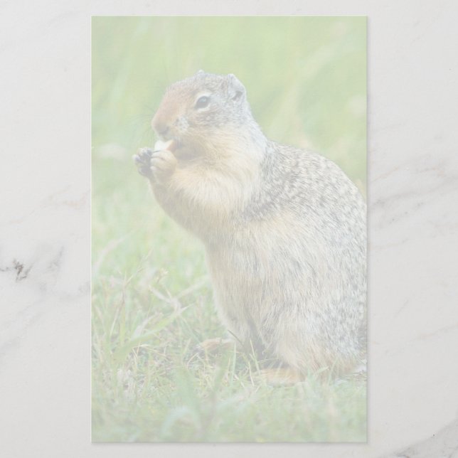 Squirrel Stationery (Front)