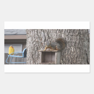 Squirrel Stickers