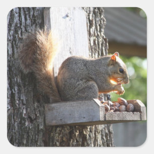 Squirrel Stickers